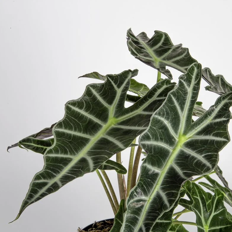 Alocasia Polly | medium - Image 3