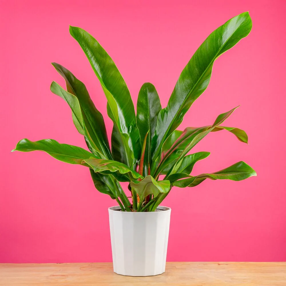 Philodendron ruizii | large