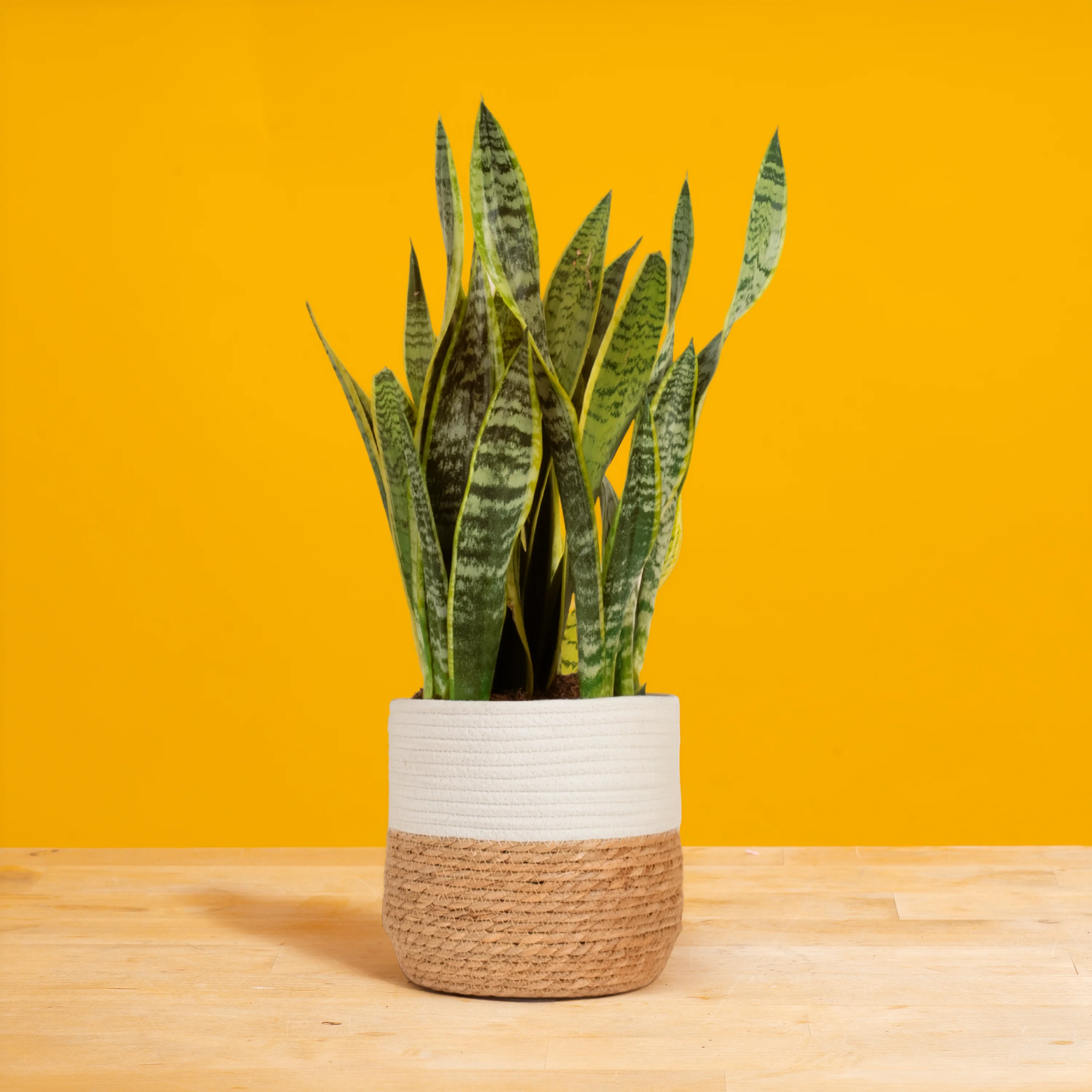 Snake Plant | large