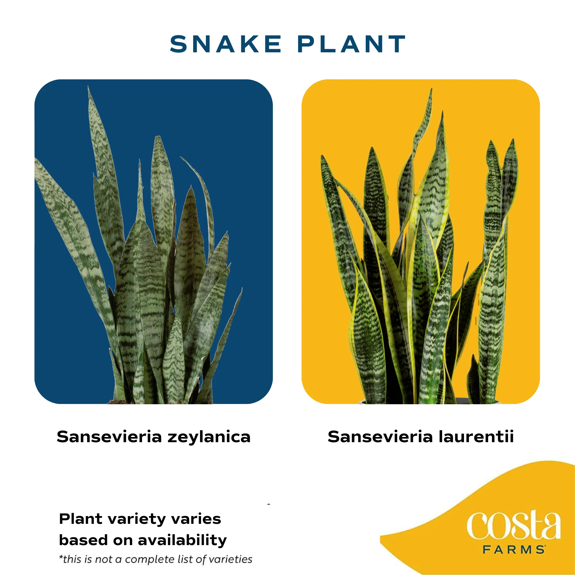 Snake Plant | large - Image 2