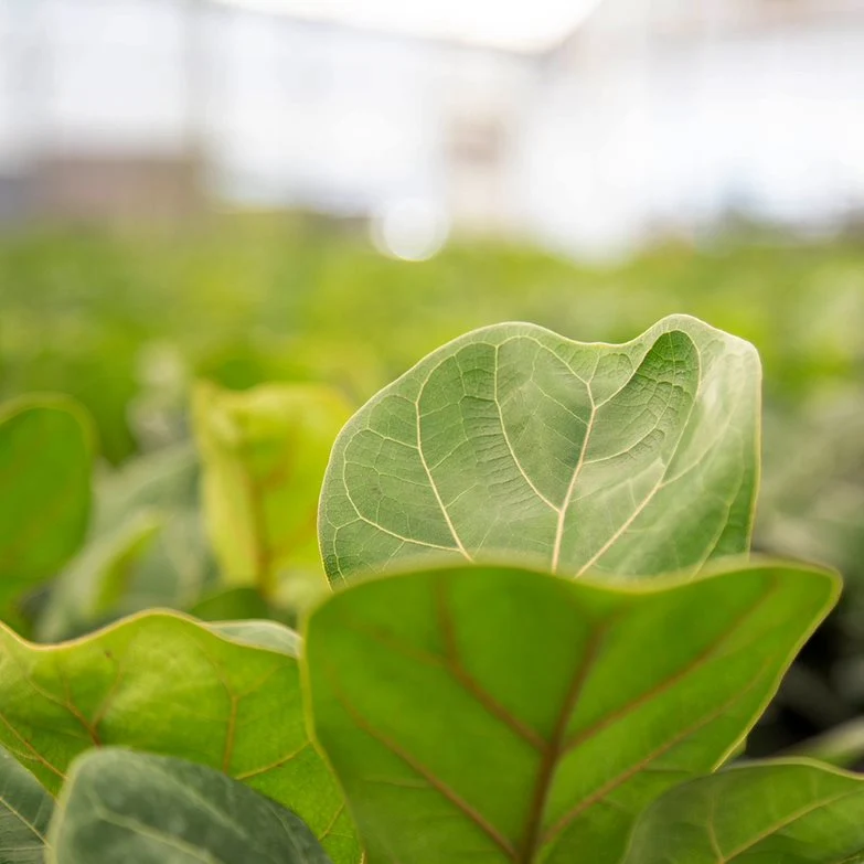 Little Fiddle Leaf Fig | medium - Image 3