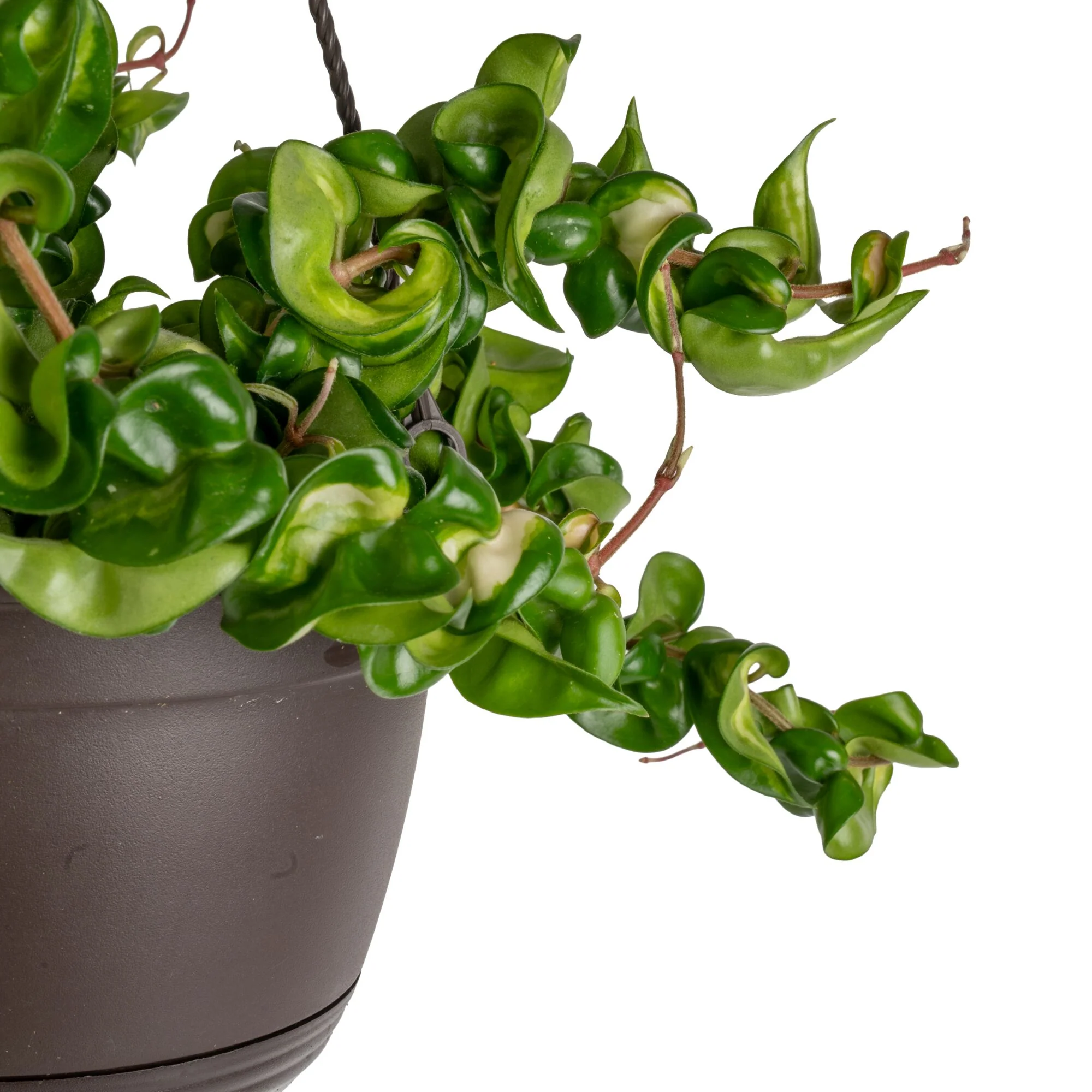 Mauna Loa Hoya | medium - Image 3