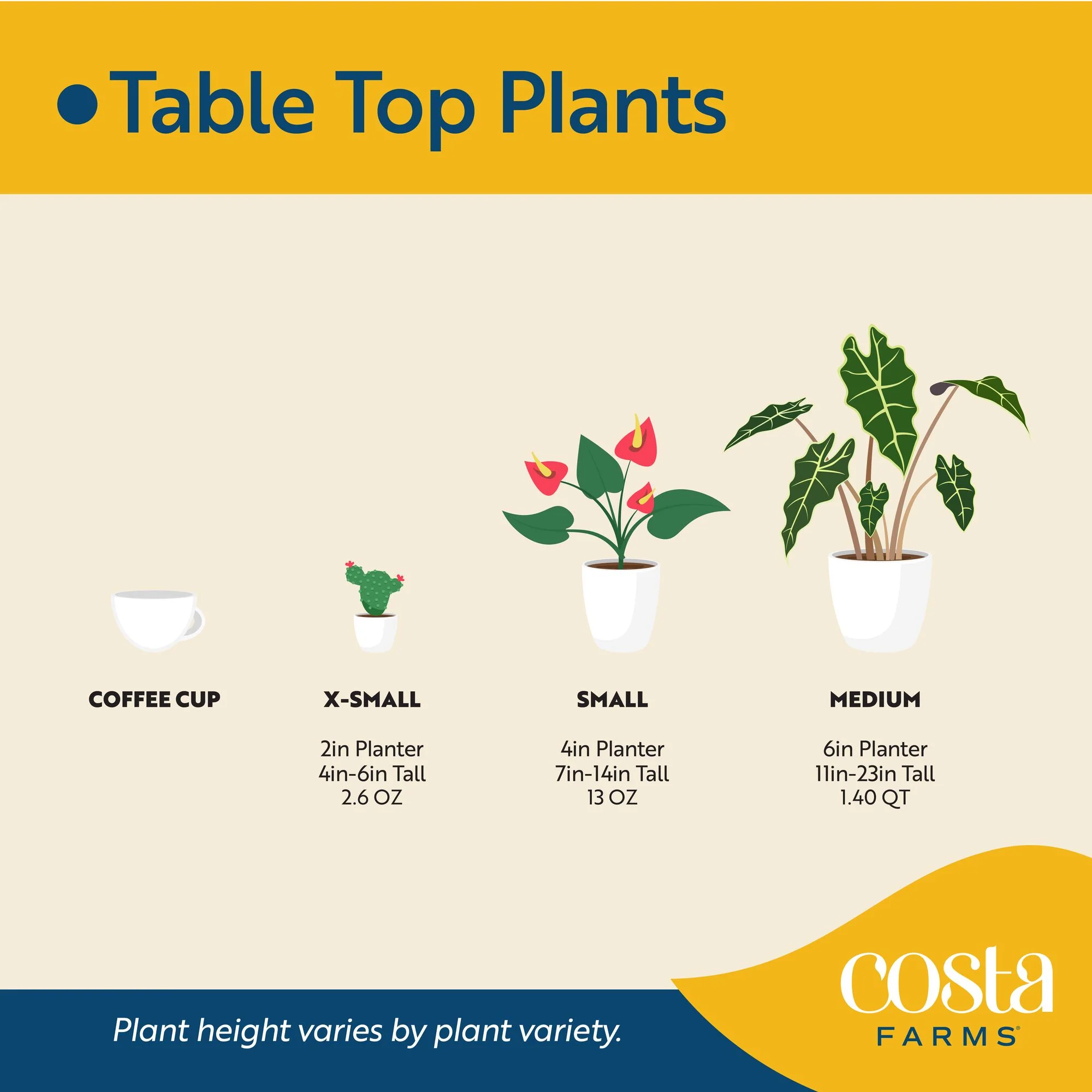 Pothos Mini Mint | medium - Image 17