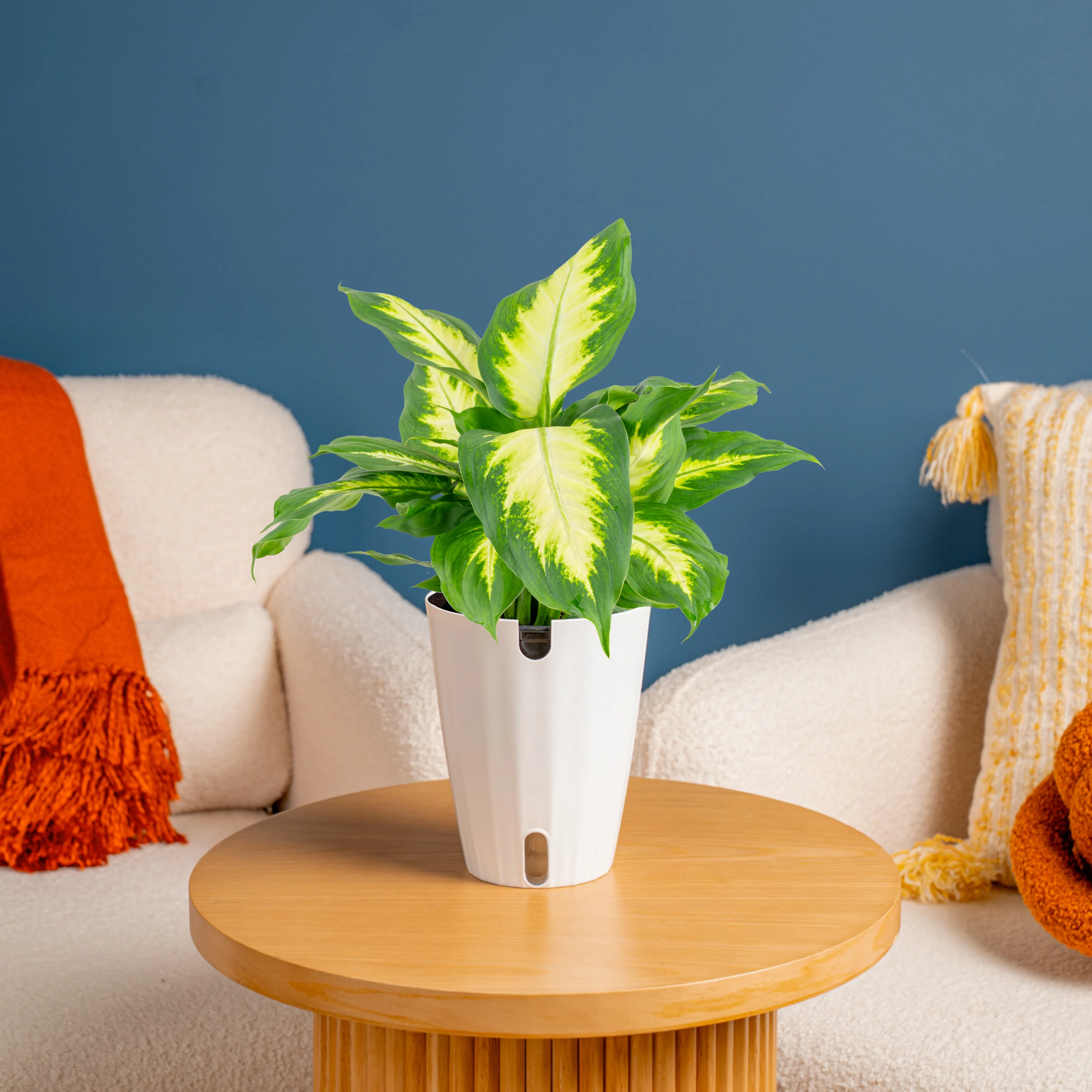 Dieffenbachia | medium - Image 2