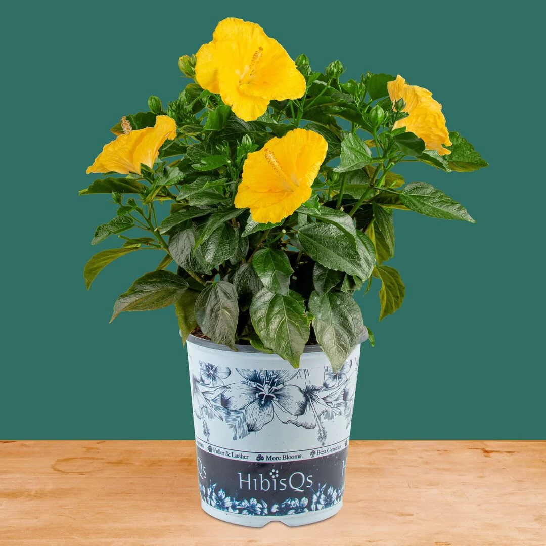 Tropical Hibiscus Ninos Yellow | medium