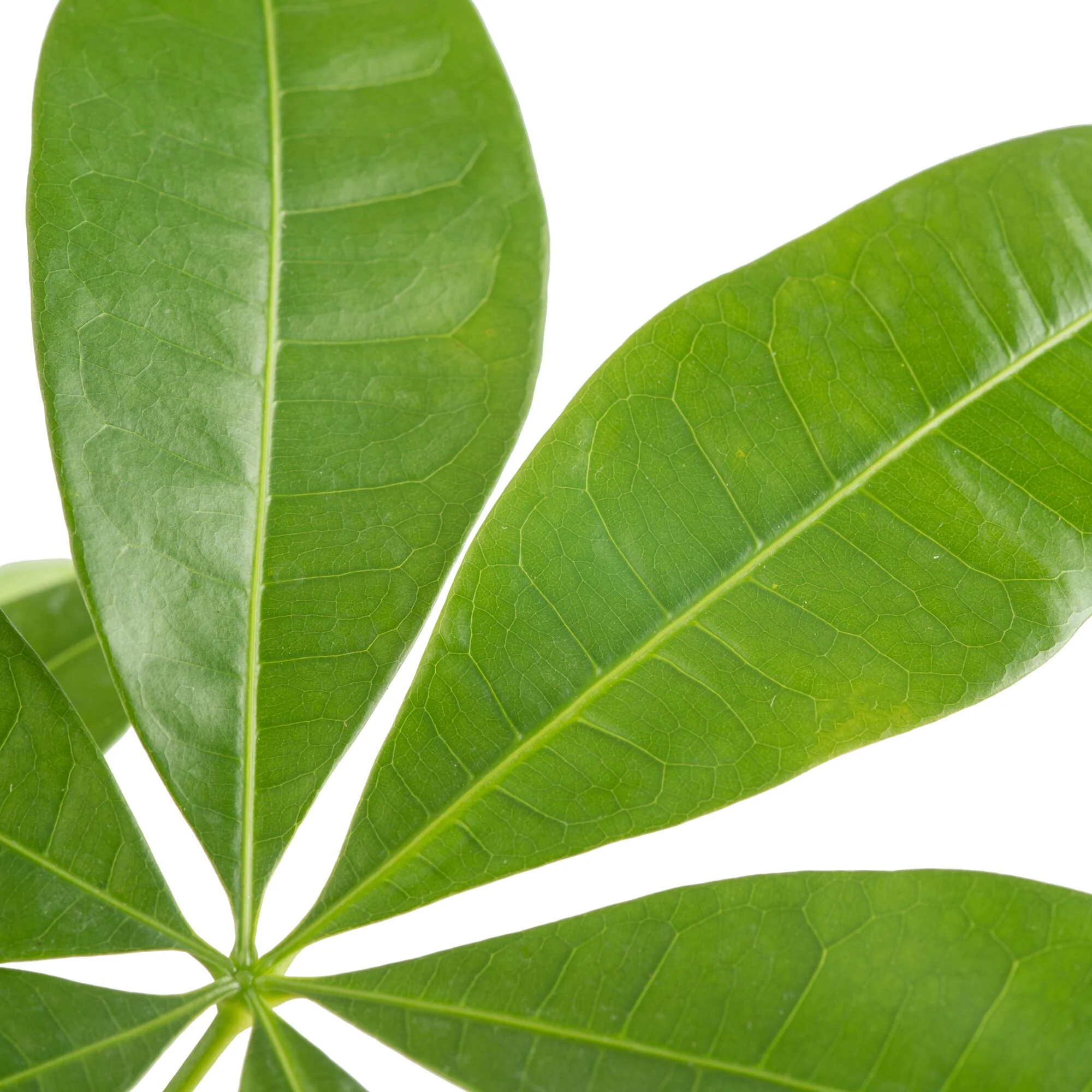 Money Tree | medium - Image 3