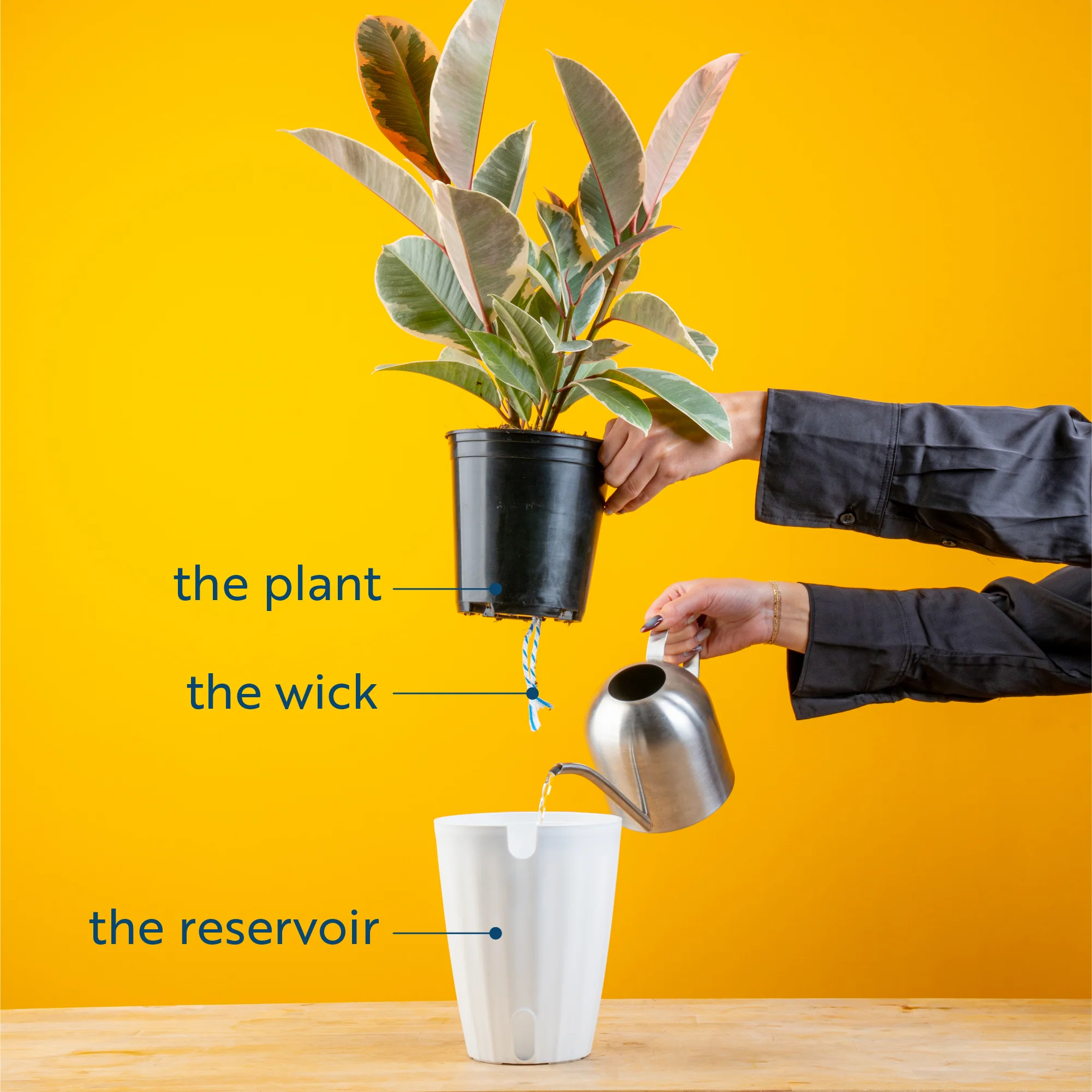 Alocasia Polly | medium - Image 6