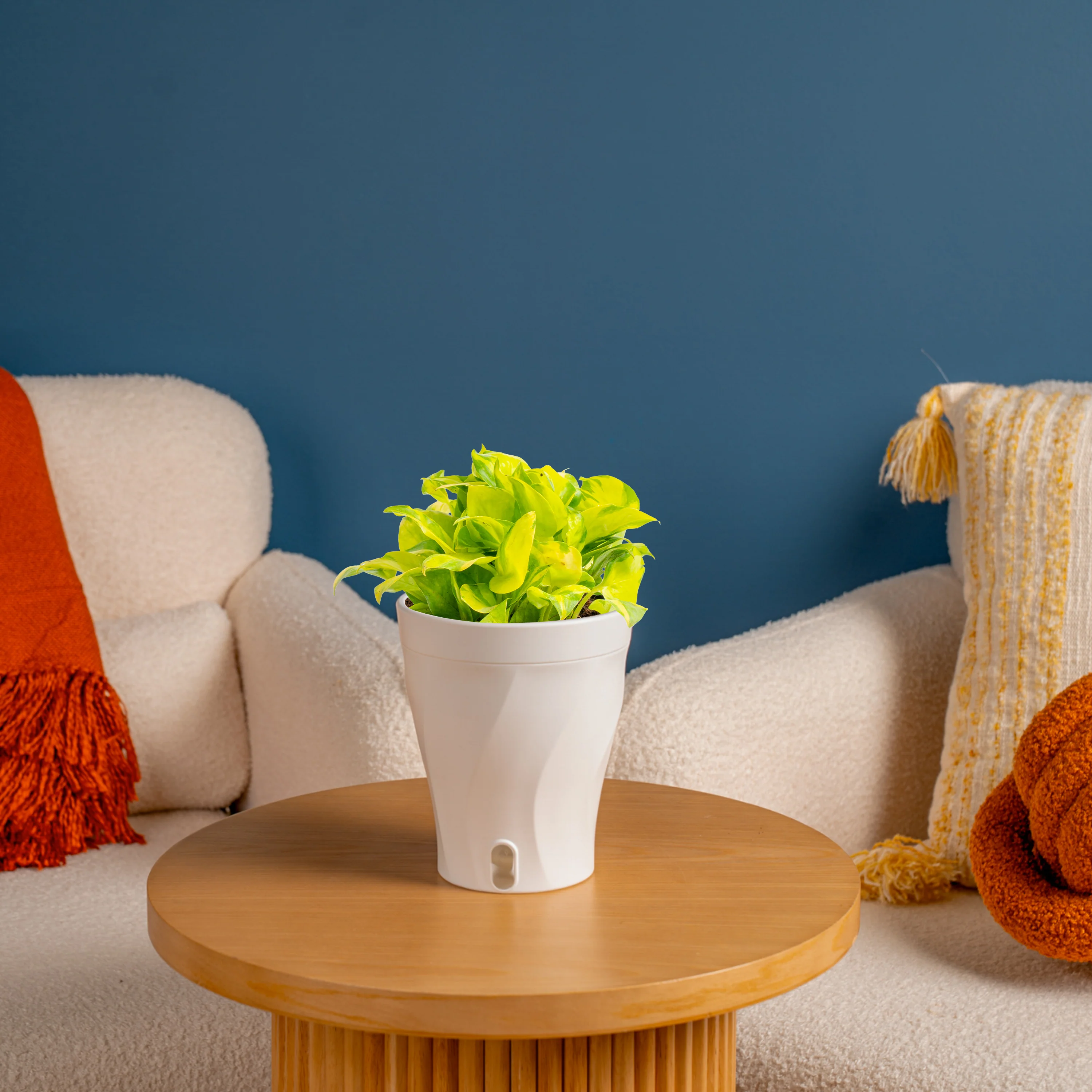 Pothos Neon Joy | medium - Image 2