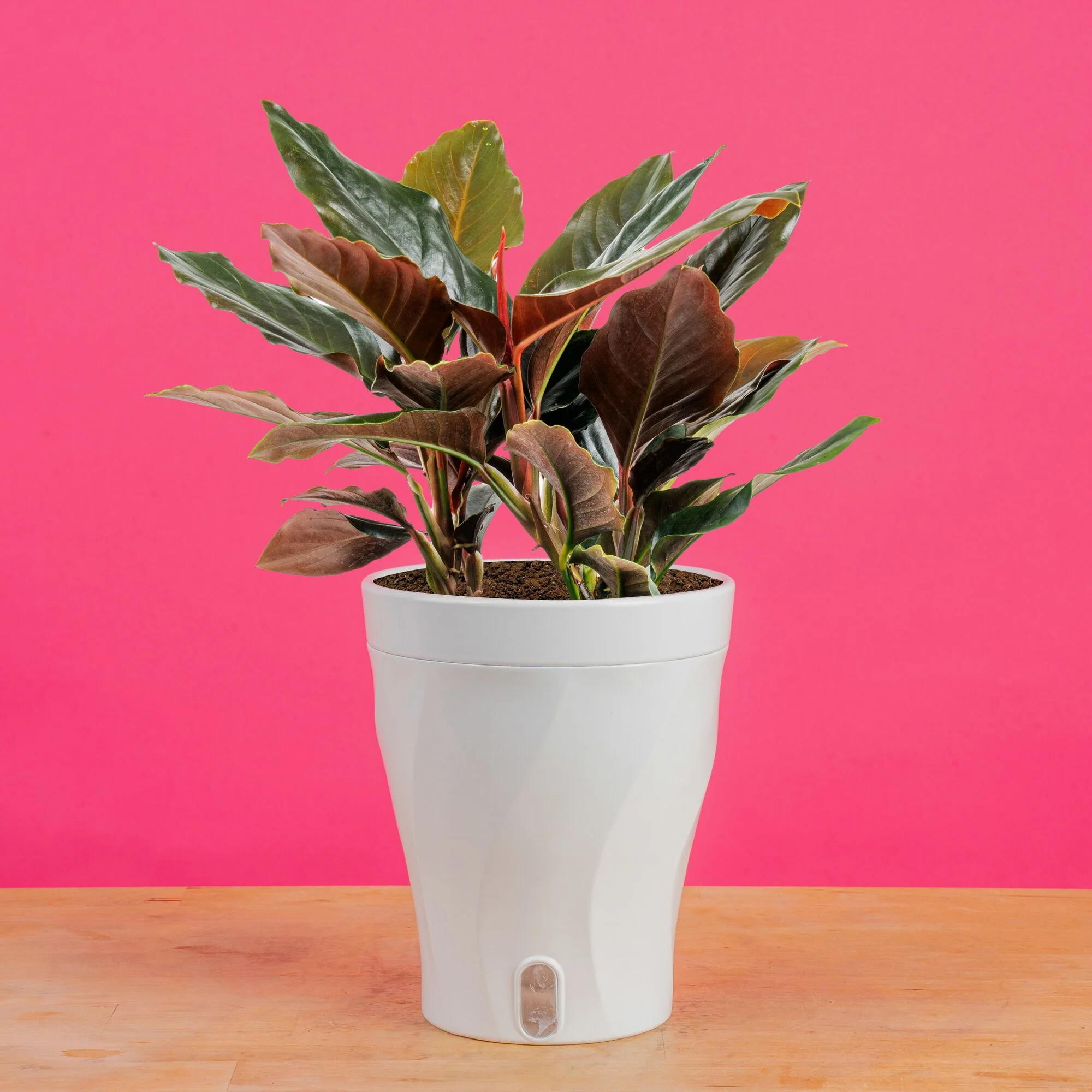 Rhodospatha Rojo | medium