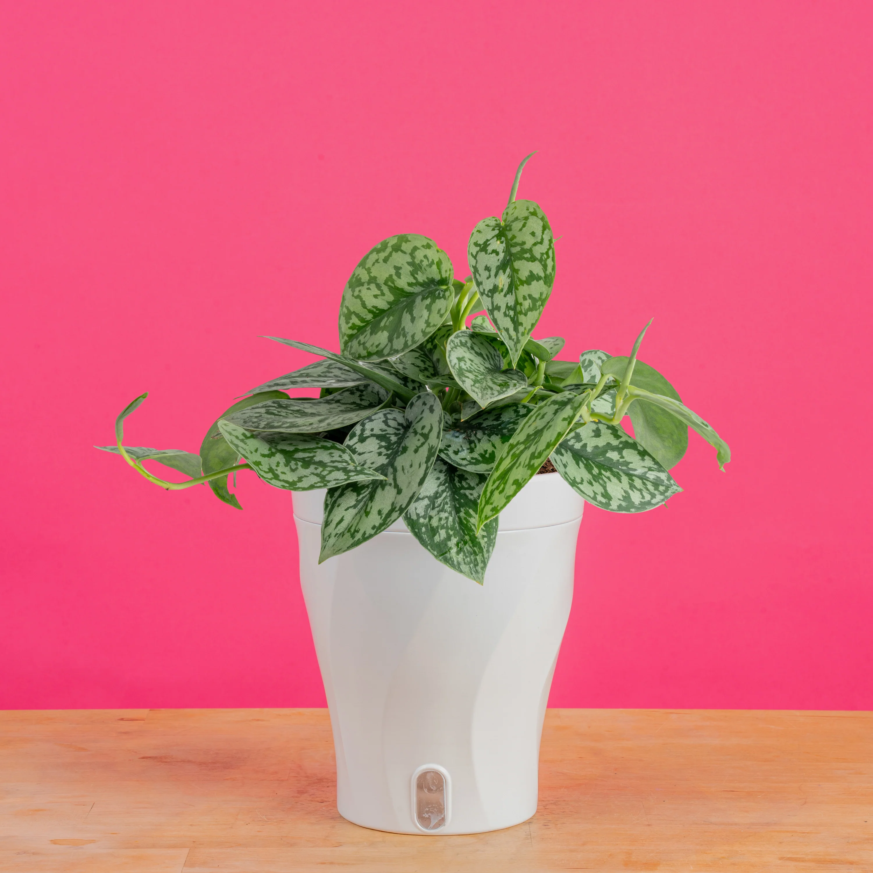 Scindapsus Silver Lady | medium