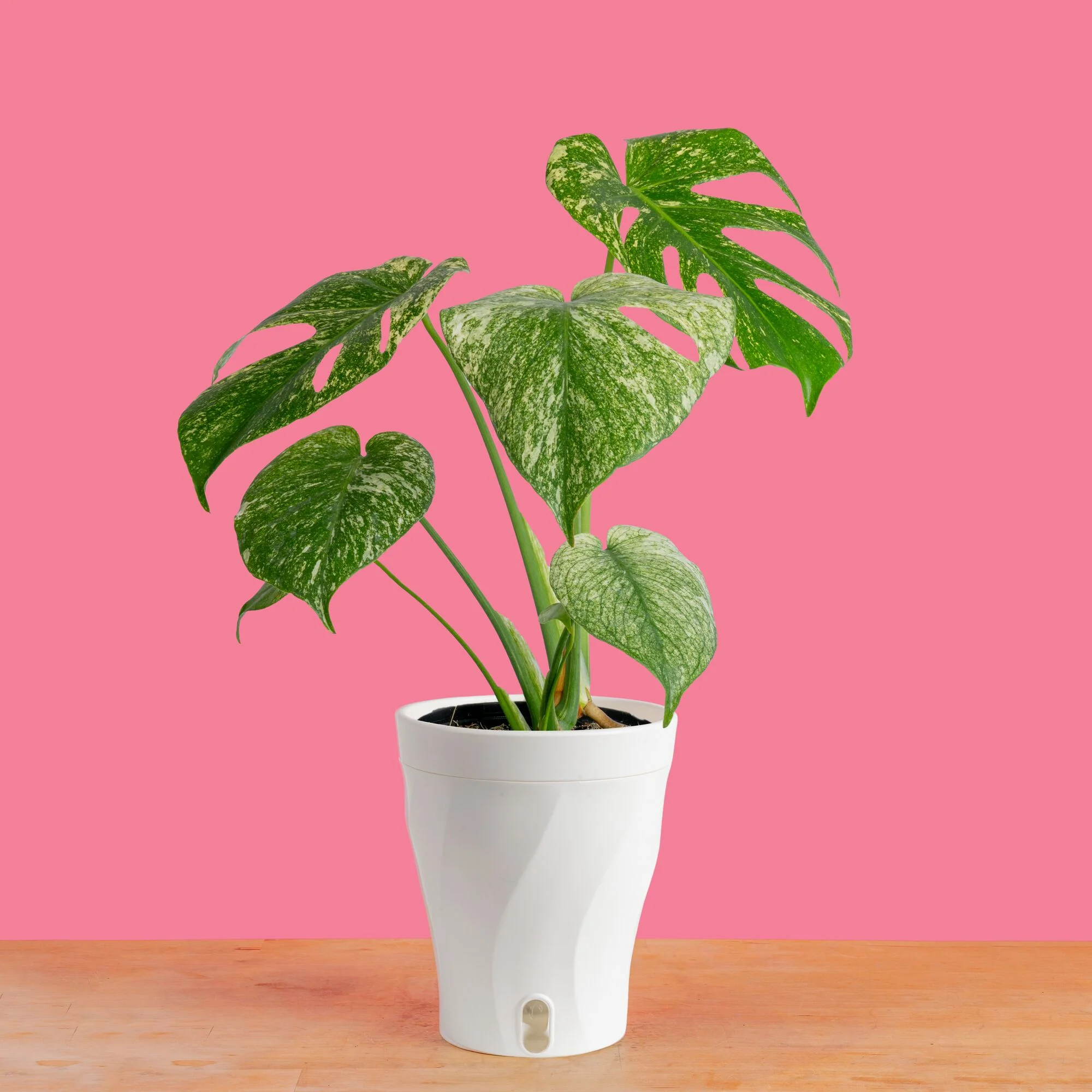 Monstera White Monster | medium