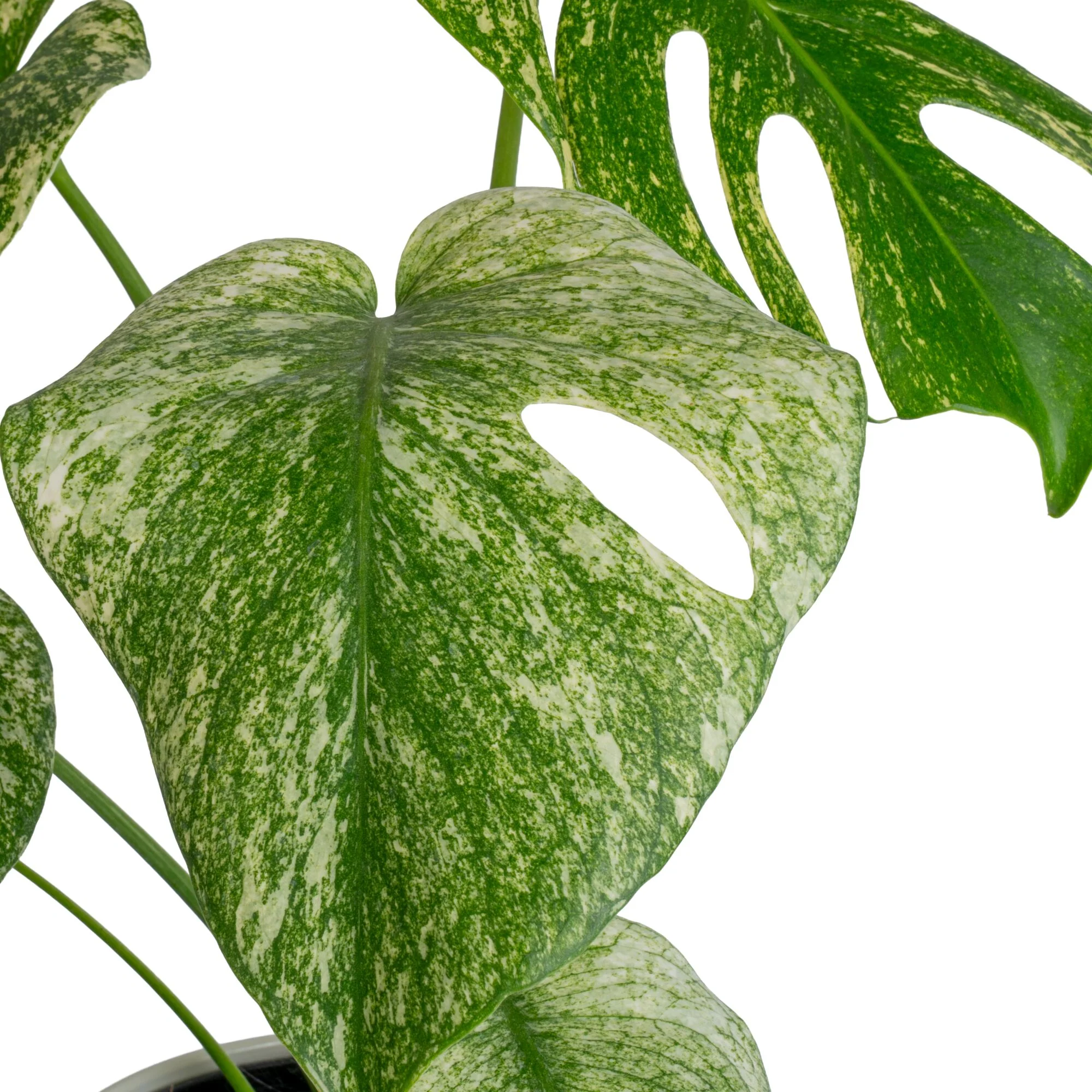 Monstera White Monster | medium - Image 3
