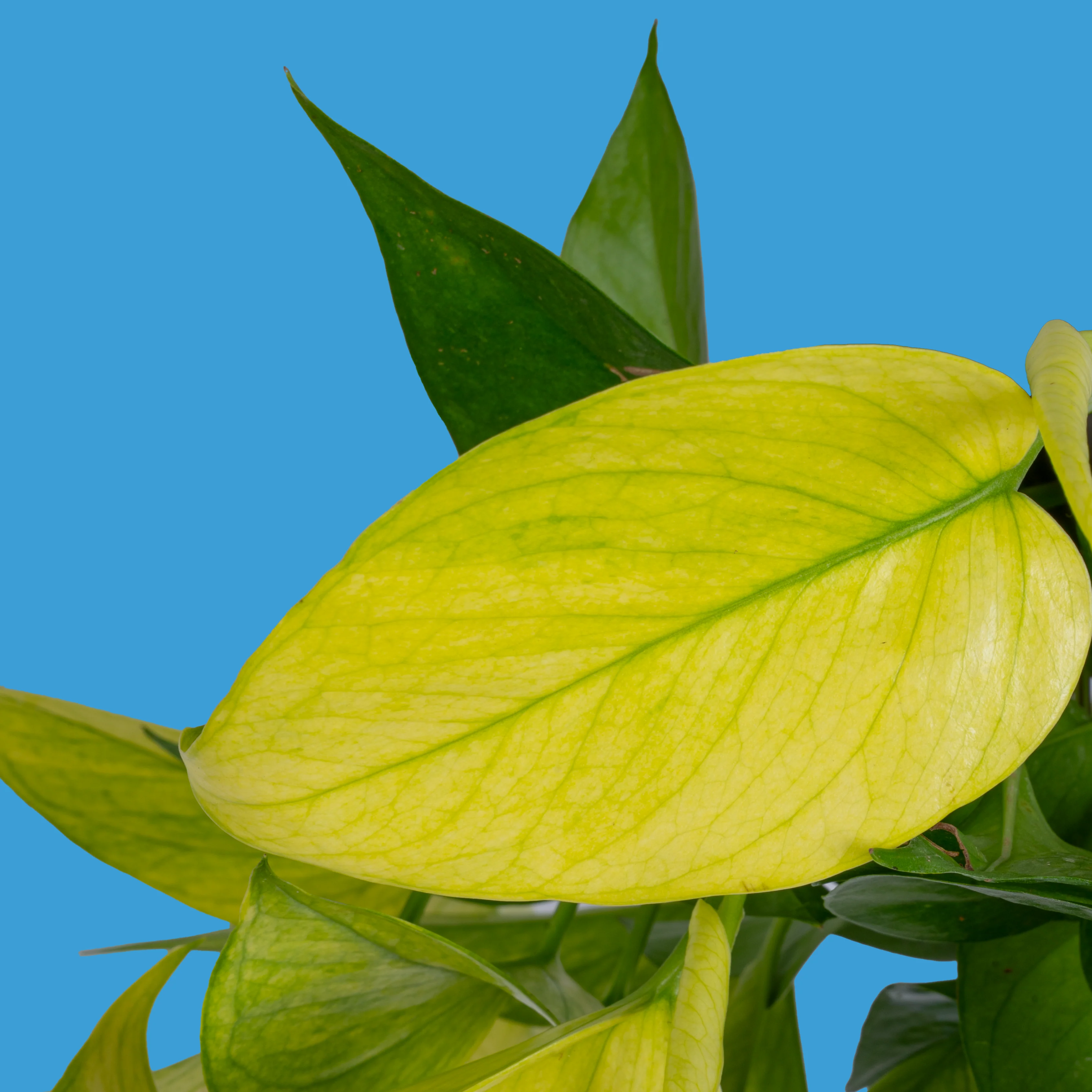 Pothos Goldrush | medium - Image 3