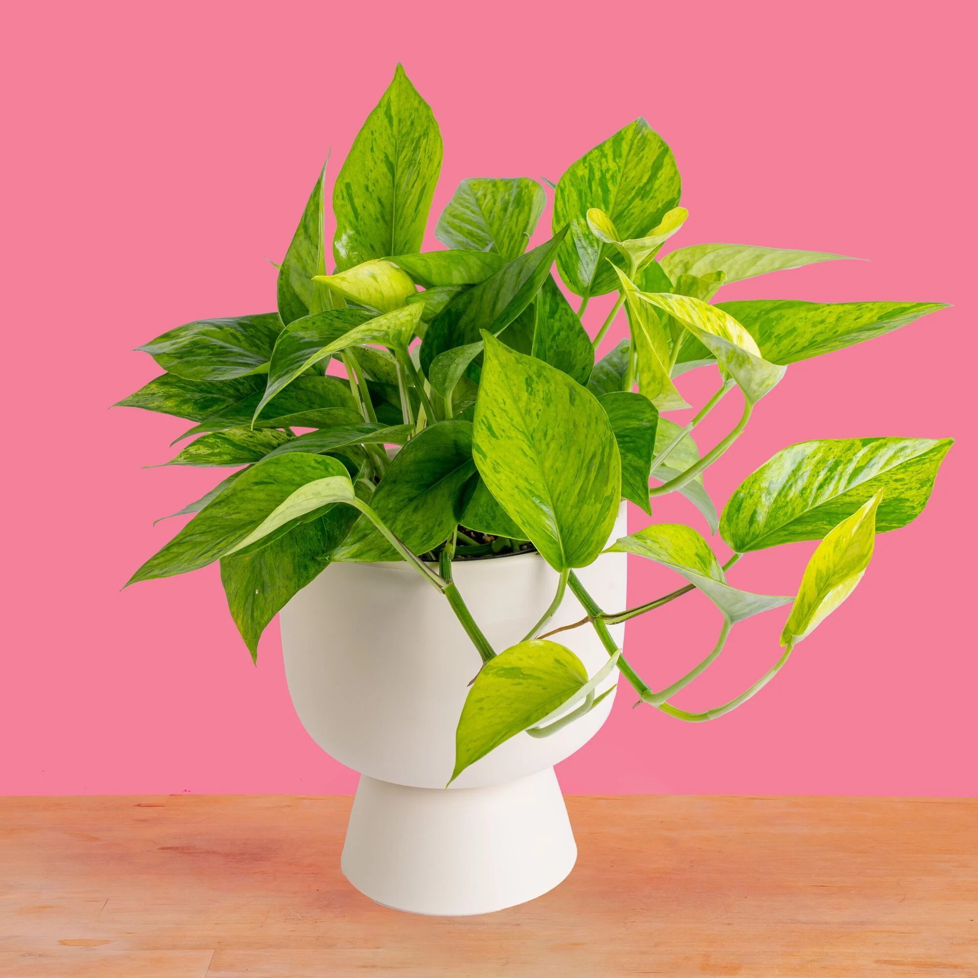Pothos Jessenia Bright  | medium