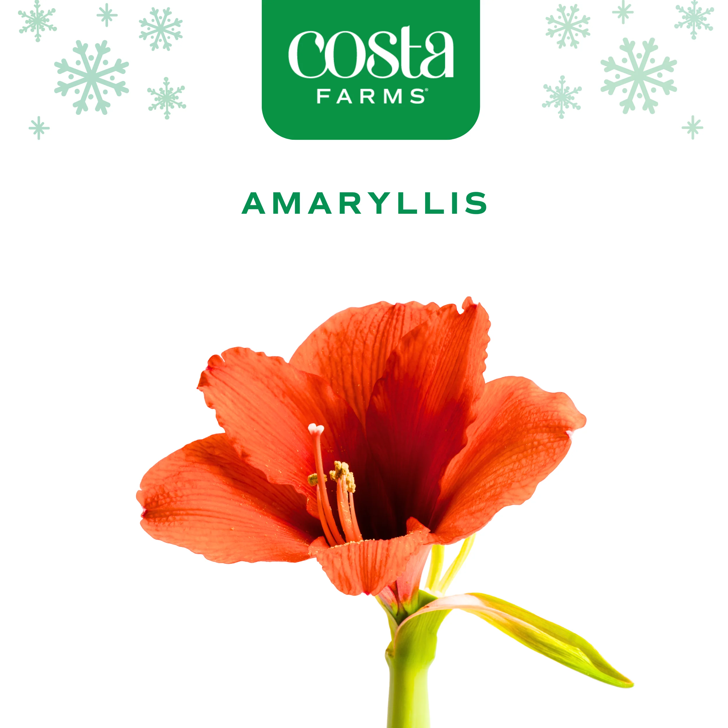 Amaryllis | small - Image 5
