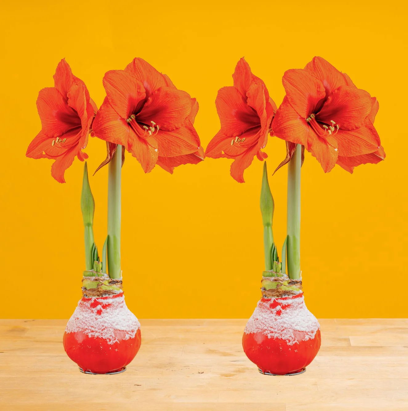 Amaryllis | small - Image 6