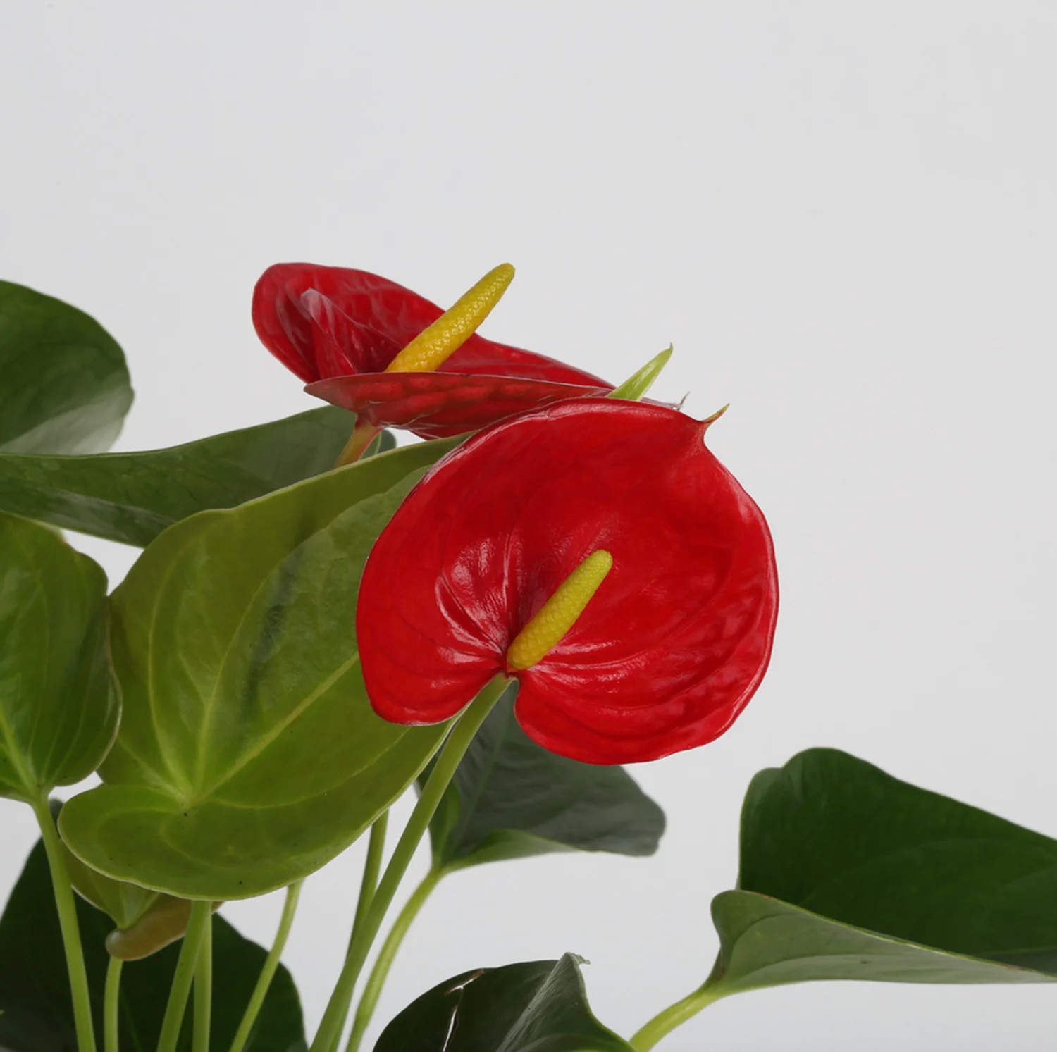 Anthurium | small - Image 8