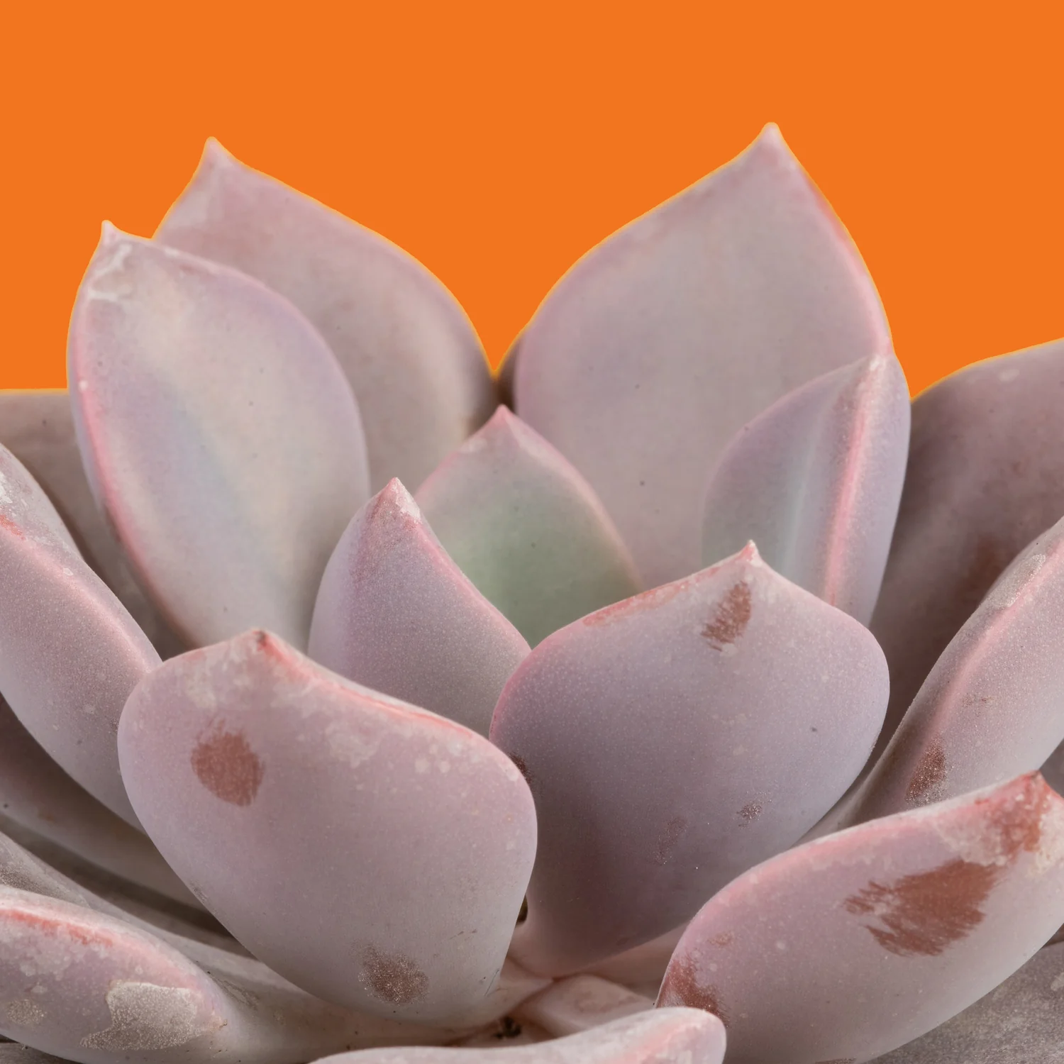 Graptoveria Debbie Succulent | small - Image 7