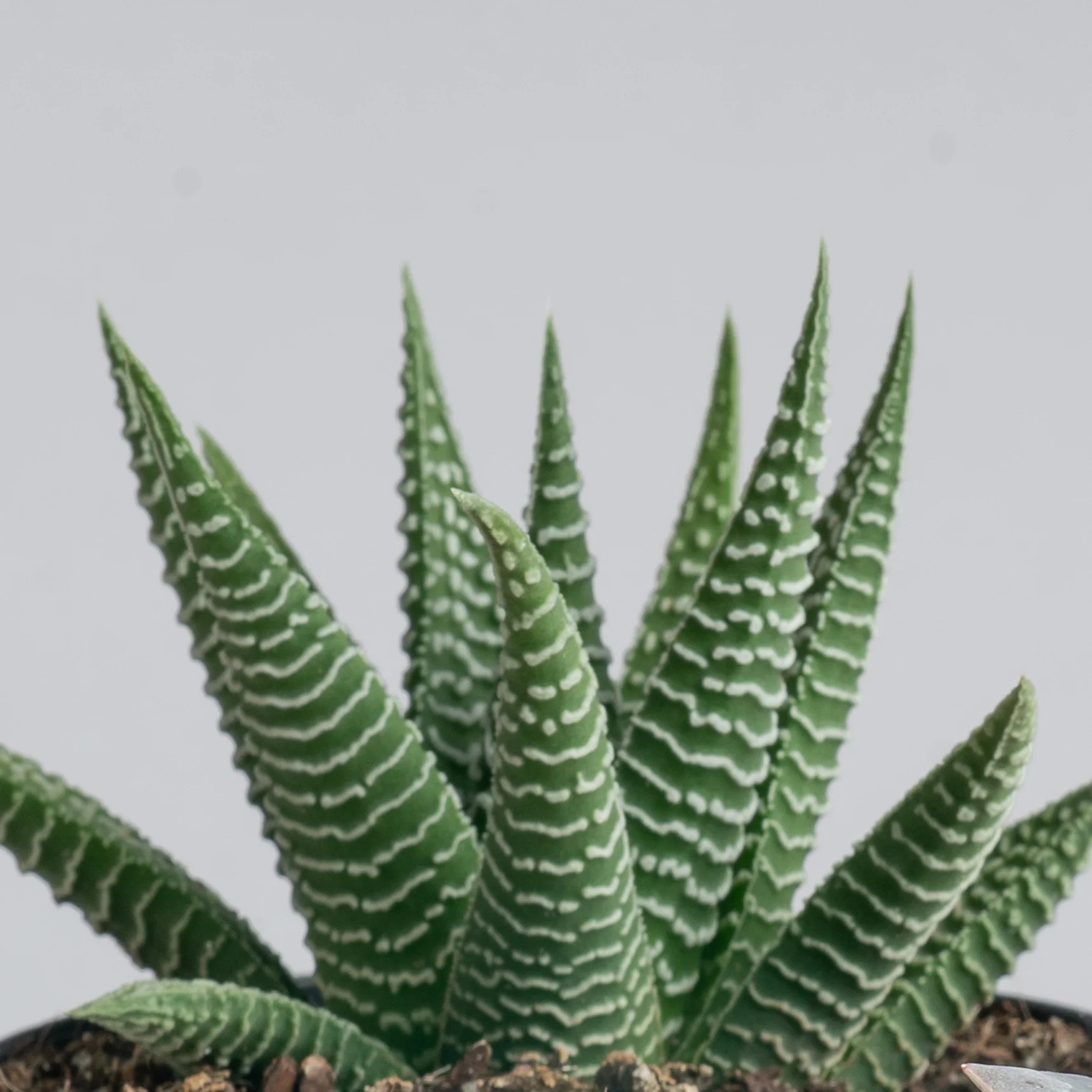 Haworthia Pumila Succulent | small - Image 3