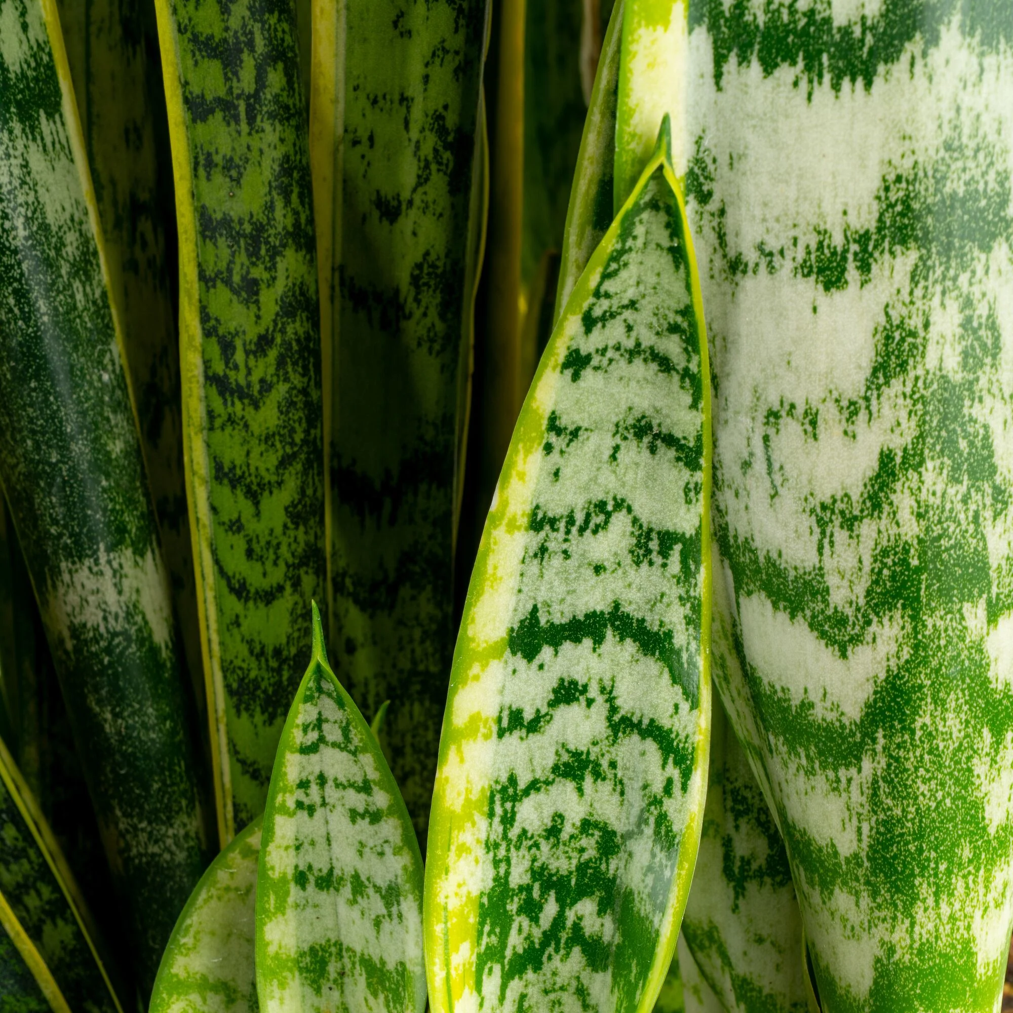 Snake Plant | small - Image 4