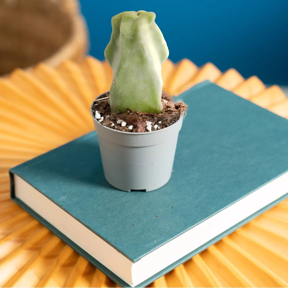 Senita Cactus | teacup - Image 4