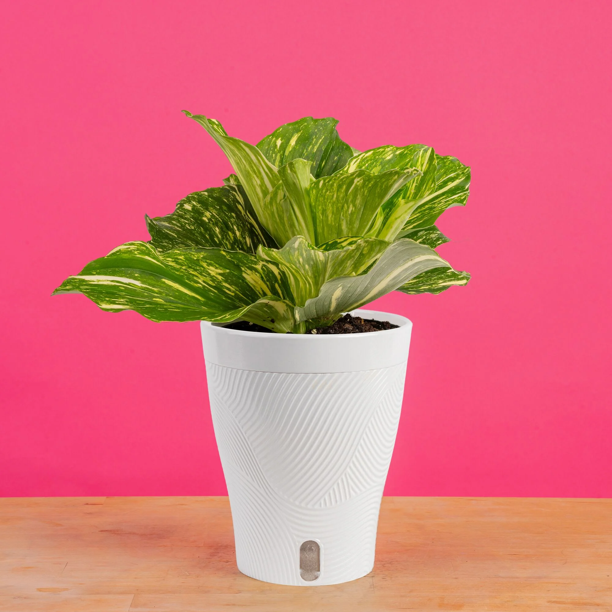 Variegated Kaempferia | medium